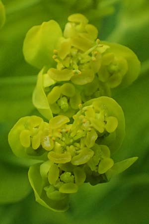 Euphorbia palustris \ Sumpf-Wolfsmilch / Marsh Spurge, D Rain 8.5.2025