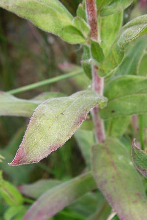 Epilobium parviflorum \ Kleinbl�tiges Weidenr�schen / Hoary Willowherb, Small-Flowered Willowherb, D Worms 23.8.2015
