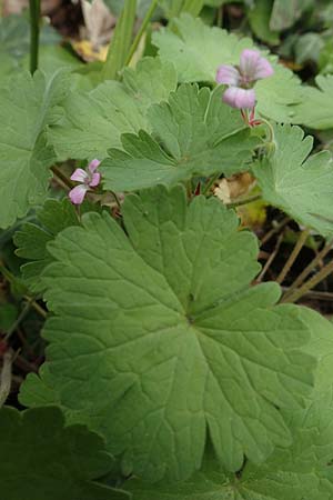 Geranium rotundifolium \ Rundbl�ttriger Storchschnabel / Round-Leaved Crane's-Bill, D Weinheim an der Bergstra&szlig;e 29.4.2019