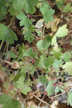 Geranium rotundifolium \ Rundbl�ttriger Storchschnabel / Round-Leaved Crane's-Bill, D Heppenheim 7.9.2017