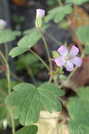 Geranium rotundifolium \ Rundbl�ttriger Storchschnabel / Round-Leaved Crane's-Bill, D Mannheim 16.10.2017