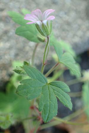Geranium rotundifolium \ Rundbl�ttriger Storchschnabel / Round-Leaved Crane's-Bill, D Mannheim 16.10.2017