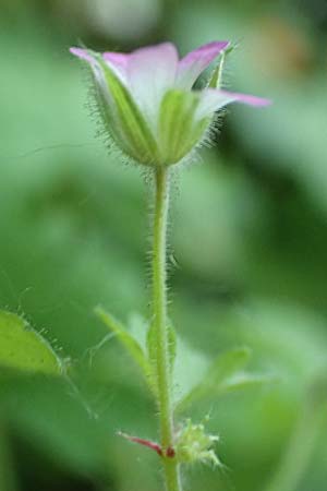 Geranium rotundifolium \ Rundbl�ttriger Storchschnabel / Round-Leaved Crane's-Bill, D Herne 14.6.2019