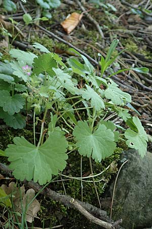 Geranium rotundifolium \ Rundbl�ttriger Storchschnabel / Round-Leaved Crane's-Bill, D Herne 14.6.2019