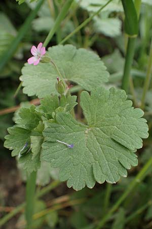 Geranium rotundifolium \ Rundbl�ttriger Storchschnabel / Round-Leaved Crane's-Bill, D Bensheim 29.4.2022