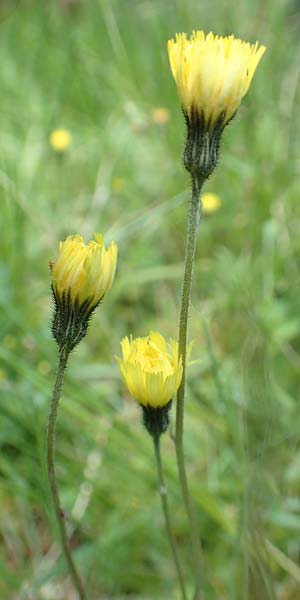 Hieracium lactucella \ Ge�hrtes Habichtskraut / European Hawkweed, D Raubach 1.6.2019