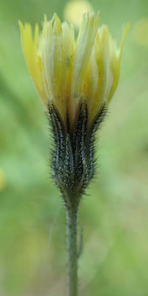 Hieracium lactucella \ Ge�hrtes Habichtskraut / European Hawkweed, D Raubach 1.6.2019