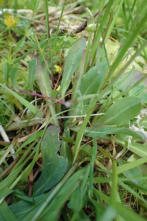 Hieracium lactucella \ Ge�hrtes Habichtskraut / European Hawkweed, D Raubach 1.6.2019