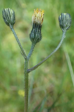 Hieracium lactucella \ Ge�hrtes Habichtskraut / European Hawkweed, D Raubach 1.6.2019