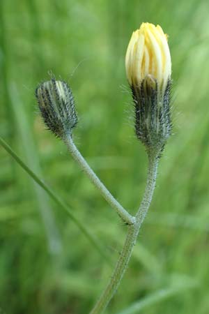Hieracium lactucella \ Ge�hrtes Habichtskraut / European Hawkweed, D Raubach 1.6.2019