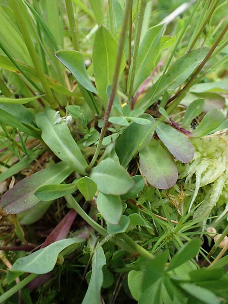 Hieracium lactucella \ Ge�hrtes Habichtskraut / European Hawkweed, D Raubach 1.6.2019