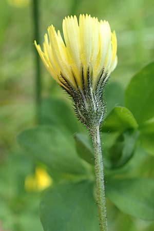 Hieracium lactucella \ Ge�hrtes Habichtskraut / European Hawkweed, D Raubach 1.6.2019