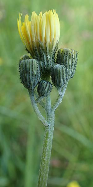 Hieracium lactucella \ Ge�hrtes Habichtskraut / European Hawkweed, D Raubach 1.6.2019