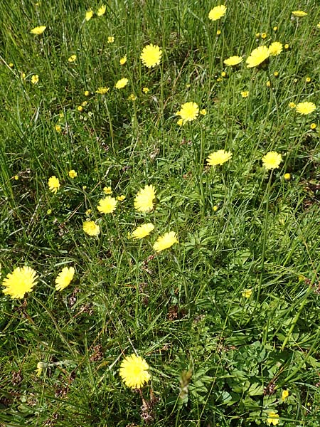 Hieracium lactucella \ Ge�hrtes Habichtskraut / European Hawkweed, D Raubach 1.6.2019