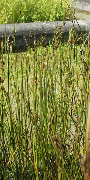 Juncus gerardii \ Bodden-Binse, Salz-Binse / Saltmeadow Rush, D Botan. Gar.  Universit.  Mainz 4.8.2007