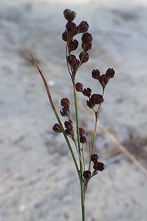 Juncus gerardii \ Bodden-Binse, Salz-Binse / Saltmeadow Rush, D Brandenburg, Havelaue-Strodehne 18.9.2020