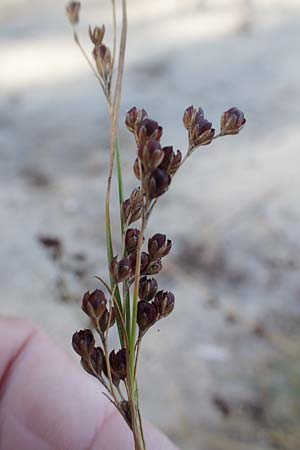 Juncus gerardii \ Bodden-Binse, Salz-Binse / Saltmeadow Rush, D Brandenburg, Havelaue-Strodehne 18.9.2020