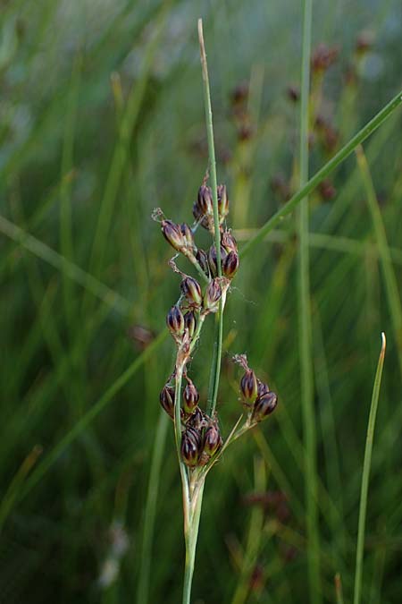 Juncus gerardii \ Bodden-Binse, Salz-Binse / Saltmeadow Rush, D Th&uuml;ringen, Artern 13.6.2023