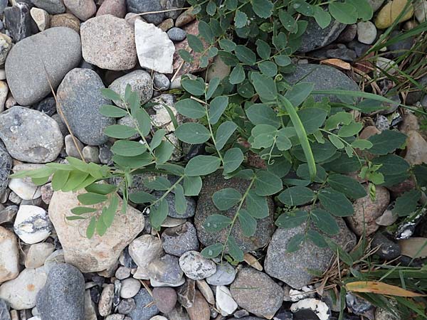 Lathyrus japonicus var. maritimus \ Strand-Platterbse / Sea Pea, D Hohenfelde 18.9.2021