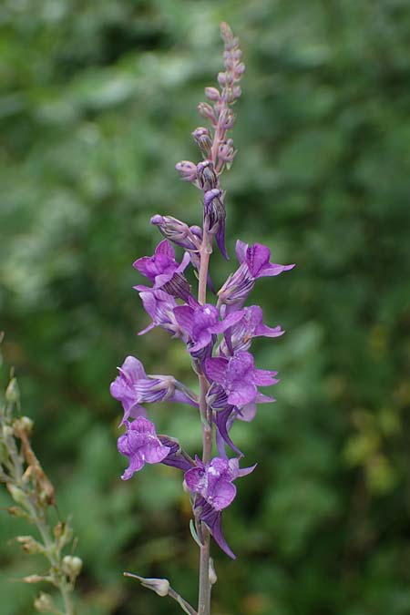 Linaria purpurea \ Purpurrotes Leinkraut / Purple Toadflax, D Ladenburg 30.9.2021