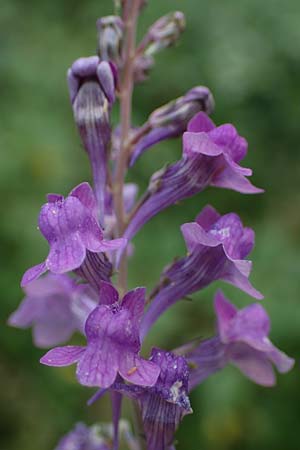 Linaria purpurea \ Purpurrotes Leinkraut / Purple Toadflax, D Ladenburg 30.9.2021