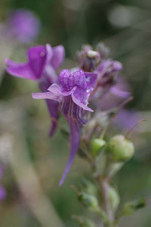 Linaria purpurea \ Purpurrotes Leinkraut / Purple Toadflax, D Ladenburg 30.9.2021