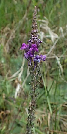 Linaria purpurea \ Purpurrotes Leinkraut / Purple Toadflax, D Wiesloch 3.6.2025