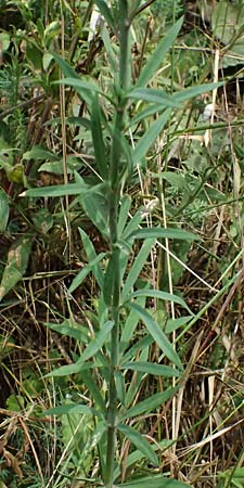 Linaria purpurea \ Purpurrotes Leinkraut / Purple Toadflax, D Wiesloch 3.6.2025