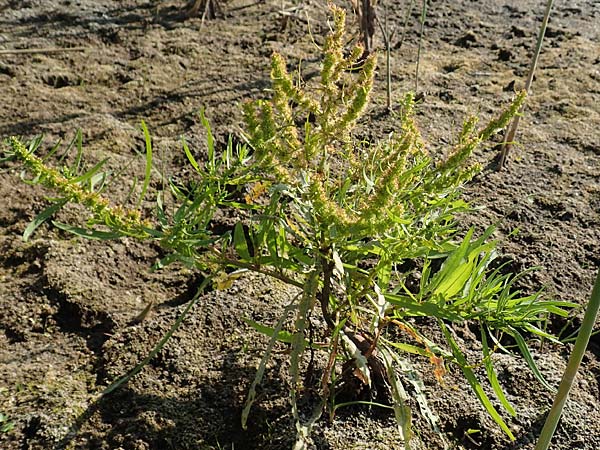 Rumex maritimus \ Ufer-Ampfer / Golden Dock, D Sachsen-Anhalt, Jerichow 22.9.2020