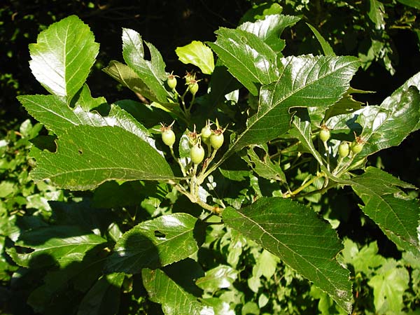 Crataegus x lavallei \ Lederbl�ttriger Wei�dorn, Apfeldorn / Lavalle Hawthorn, D Mannheim 1.7.2015