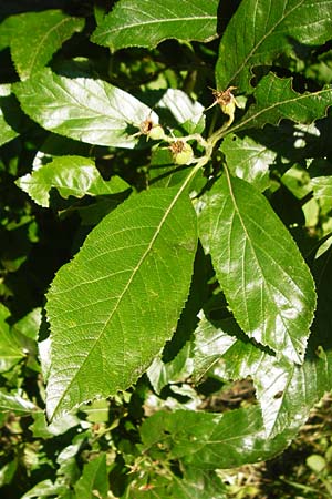 Crataegus x lavallei \ Lederbl�ttriger Wei�dorn, Apfeldorn / Lavalle Hawthorn, D Mannheim 1.7.2015