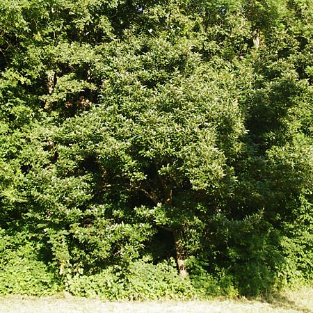 Crataegus x lavallei \ Lederbl�ttriger Wei�dorn, Apfeldorn / Lavalle Hawthorn, D Mannheim 1.7.2015