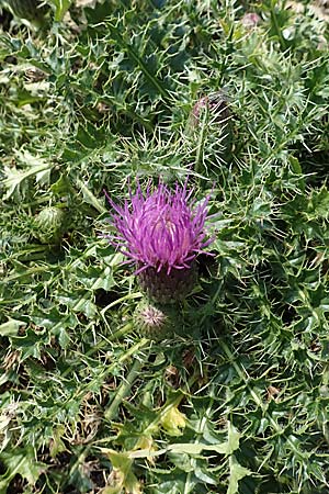 Cirsium acaule \ St�ngellose Kratzdistel / Stemless Thistle, Dwarf Thistle, D Friedewald 29.7.2020