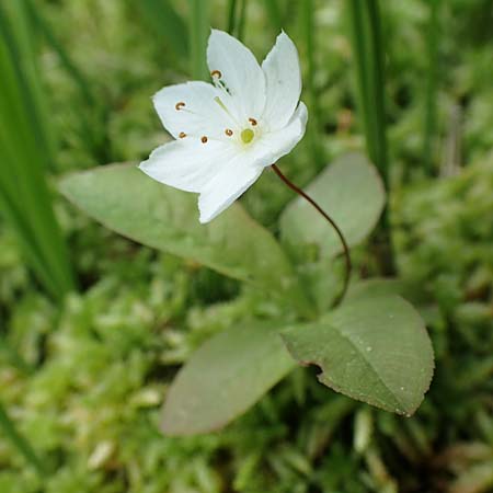 Lysimachia borealis \ Europ�ischer Siebenstern / Starflower, Chickweed Wintergreen, D Olfen 27.5.2018