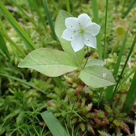 Lysimachia borealis \ Europ�ischer Siebenstern / Starflower, Chickweed Wintergreen, D Olfen 27.5.2018