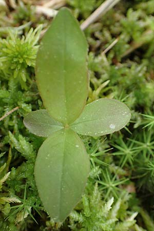 Lysimachia borealis \ Europ�ischer Siebenstern / Starflower, Chickweed Wintergreen, D Olfen 27.5.2018