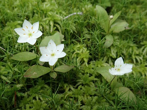 Lysimachia borealis \ Europ�ischer Siebenstern / Starflower, Chickweed Wintergreen, D Olfen 27.5.2018
