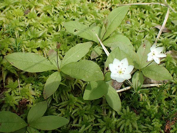 Lysimachia borealis \ Europ�ischer Siebenstern / Starflower, Chickweed Wintergreen, D Olfen 27.5.2018