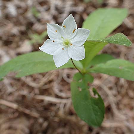Lysimachia borealis \ Europ�ischer Siebenstern / Starflower, Chickweed Wintergreen, D Olfen 27.5.2018