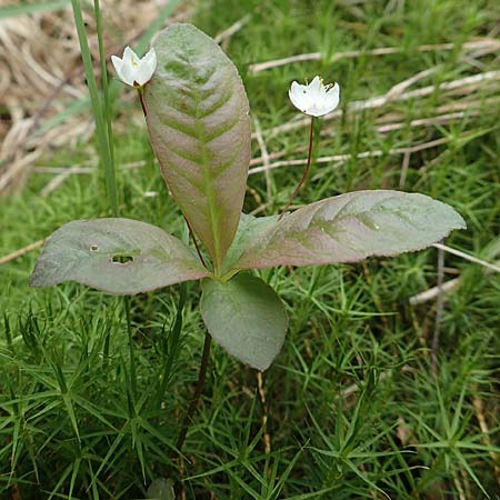 Lysimachia borealis \ Europ�ischer Siebenstern / Starflower, Chickweed Wintergreen, D Olfen 27.5.2018