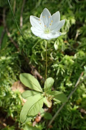 Lysimachia borealis \ Europ�ischer Siebenstern / Starflower, Chickweed Wintergreen, D Rosenthal 15.6.2019