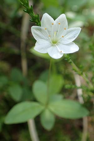 Lysimachia borealis \ Europ�ischer Siebenstern / Starflower, Chickweed Wintergreen, D Rosenthal 15.6.2019