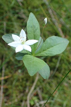 Lysimachia borealis \ Europ�ischer Siebenstern / Starflower, Chickweed Wintergreen, D Attendorn-Albringhausen 12.6.2020