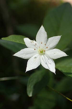 Lysimachia borealis \ Europ�ischer Siebenstern / Starflower, Chickweed Wintergreen, D Attendorn-Albringhausen 12.6.2020