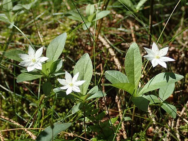 Lysimachia borealis \ Europ�ischer Siebenstern / Starflower, Chickweed Wintergreen, D Attendorn-Albringhausen 12.6.2020