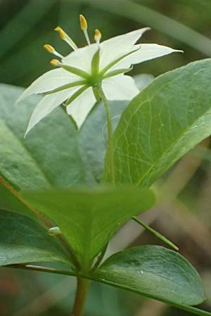 Lysimachia borealis \ Europ�ischer Siebenstern / Starflower, Chickweed Wintergreen, D Attendorn-Albringhausen 12.6.2020