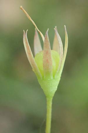 Lysimachia borealis \ Europ�ischer Siebenstern / Starflower, Chickweed Wintergreen, D Attendorn-Albringhausen 12.6.2020