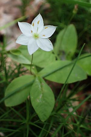 Lysimachia borealis \ Europ�ischer Siebenstern / Starflower, Chickweed Wintergreen, D Rh&ouml;n, Rotes Moor 21.6.2023