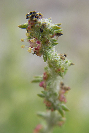 Atriplex littoralis \ Strand-Melde, DK Insel Bog 4.8.2009