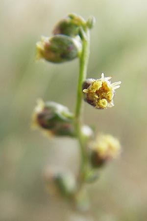 Artemisia campestris \ Feld-Beifu / Field Wormwood, DK Insel/island Bog 4.8.2009